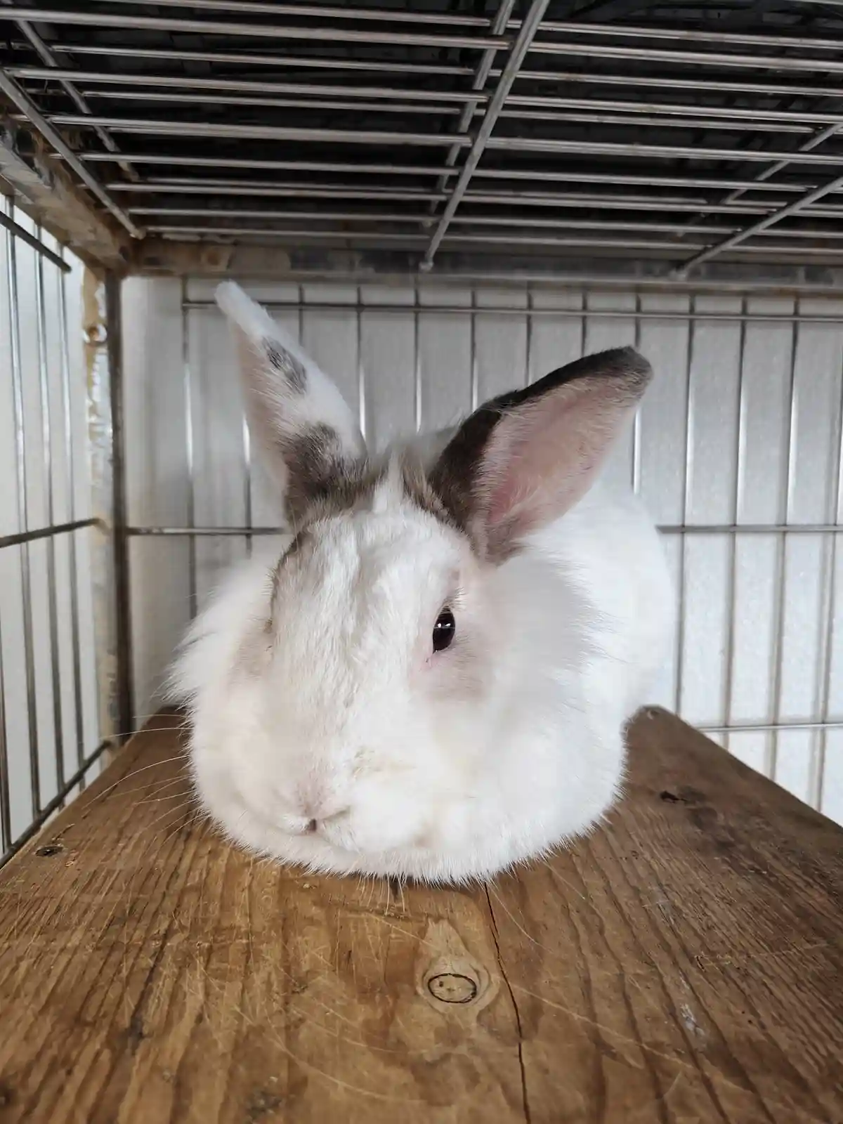 A close-up photo shows a fluffy white rabbit with grey-tipped ears resting its head on a wooden surface inside a metal wire…