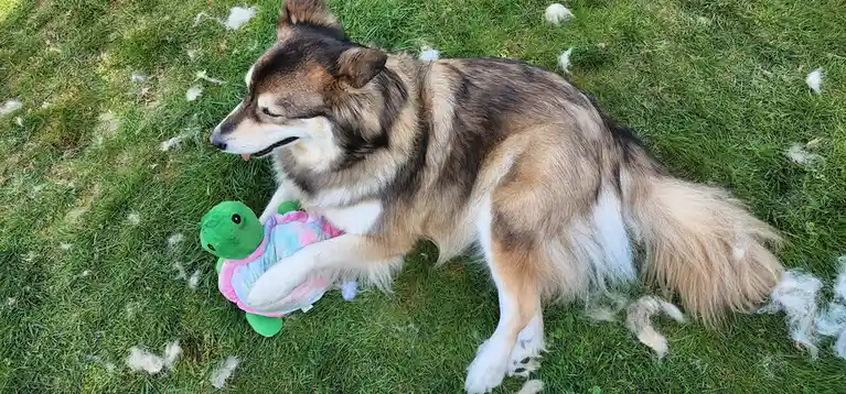 A fluffy brown and white dog lies on green grass, holding a green and pink plush turtle toy. White tufts of shed fur are…