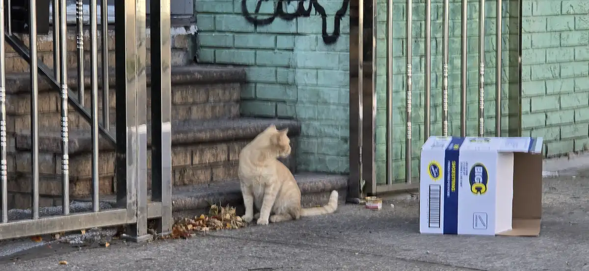 A light orange tabby cat sits on concrete steps beside a metal gate, looking away from a large open cardboard box labeled…