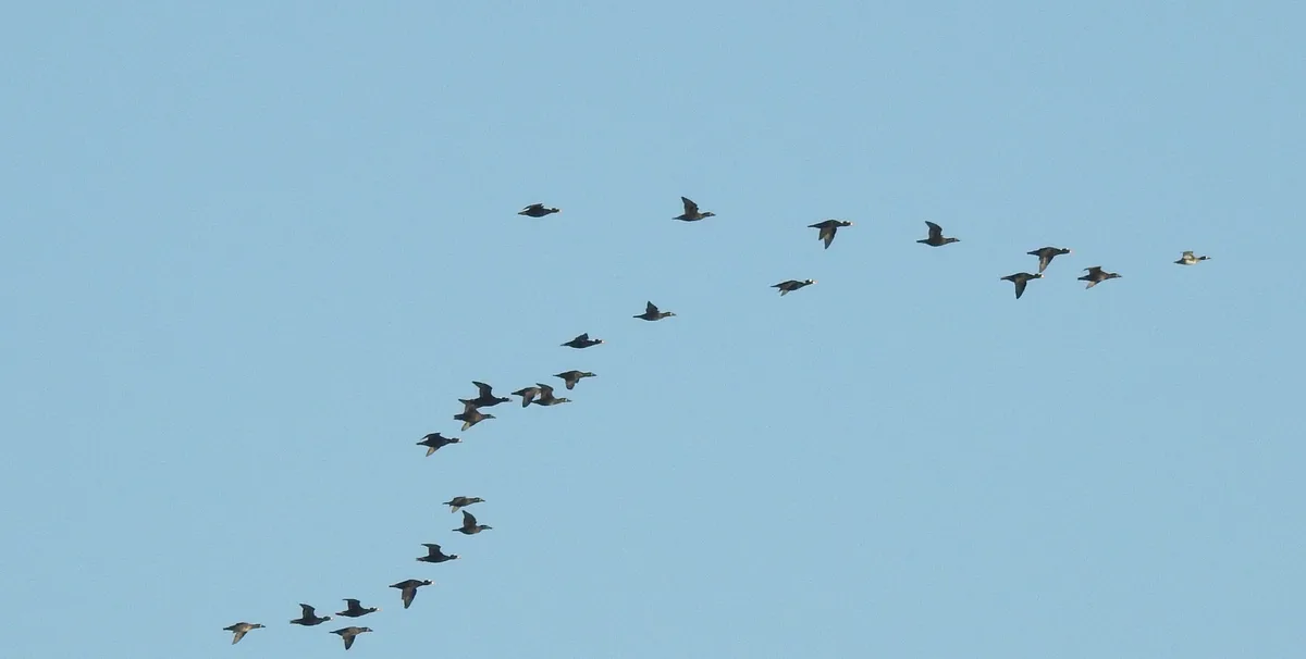 A flock of geese flies in a classic v-formation against a clear blue sky. The birds are silhouetted, showing their dark…