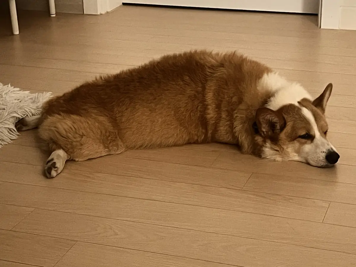 A tan and white corgi dog is lying flat on its side on a light wood floor, appearing very relaxed or sleepy with its eyes…