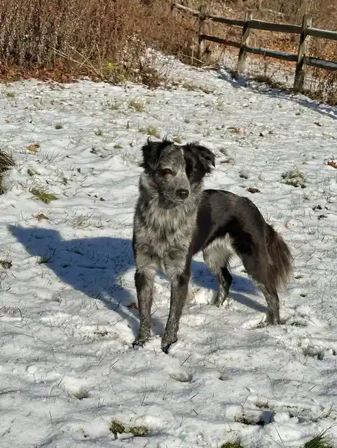 A medium-sized dog with black and gray mottled fur stands in a patch of snow, looking directly at the camera. The ground is…