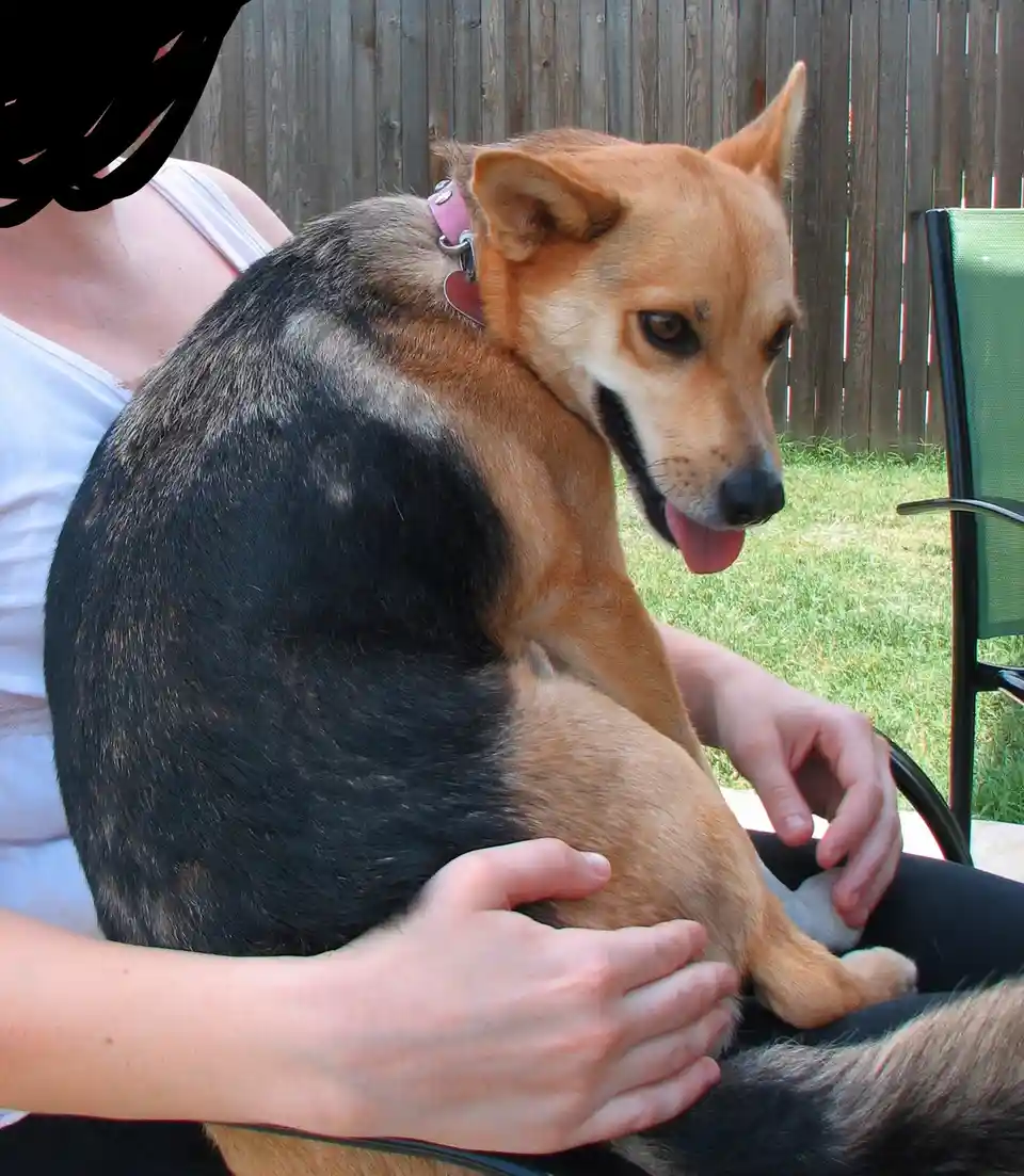 A person in a white tank top is sitting outdoors with a medium-sized dog on their lap. The dog has tan and black fur, a pink…