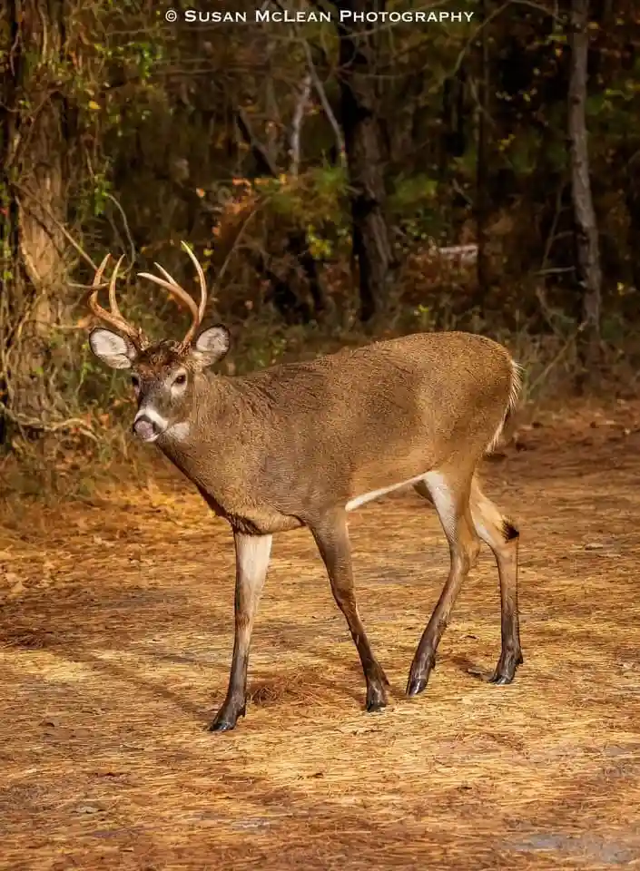 A male deer with antlers stands on a pine needle-covered forest path, looking directly at the camera with its tongue…