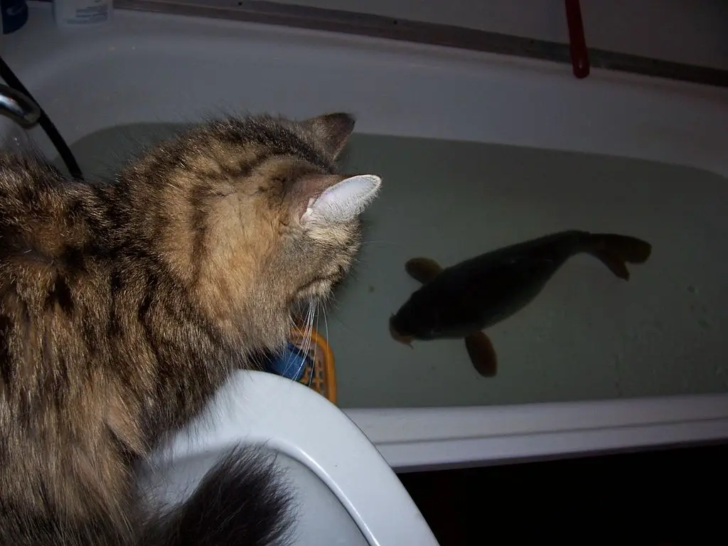 A tabby cat sits on the edge of a white bathtub, intently staring at a dark fish swimming in the water. The cat's head is…