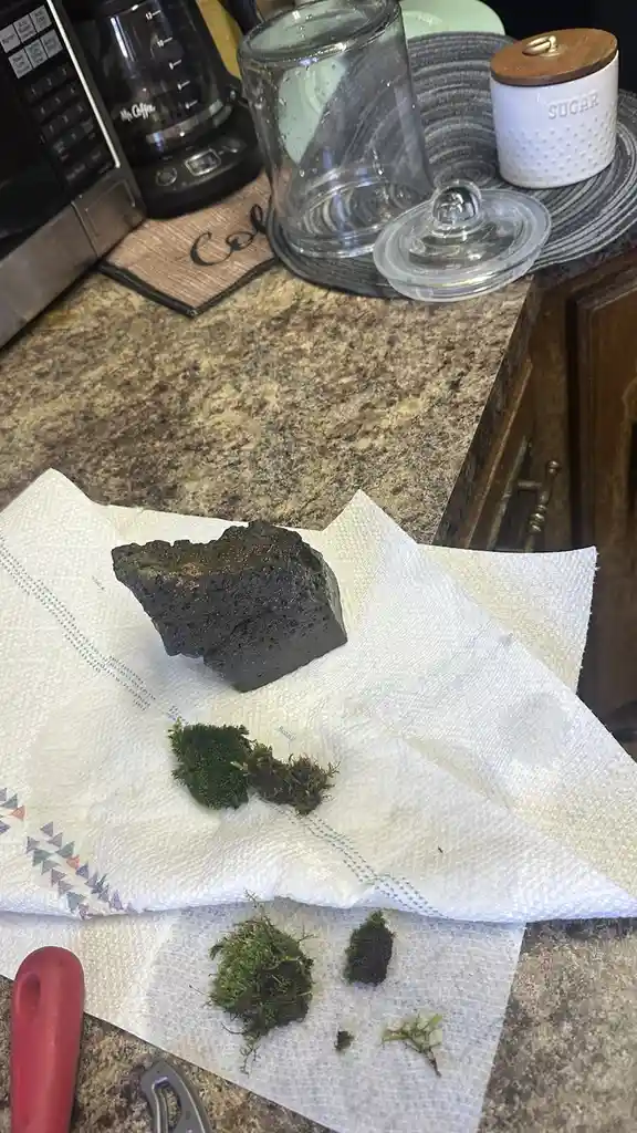 A dark, porous rock sits on a white paper towel next to scattered green moss clumps on a kitchen countertop, with a coffee…