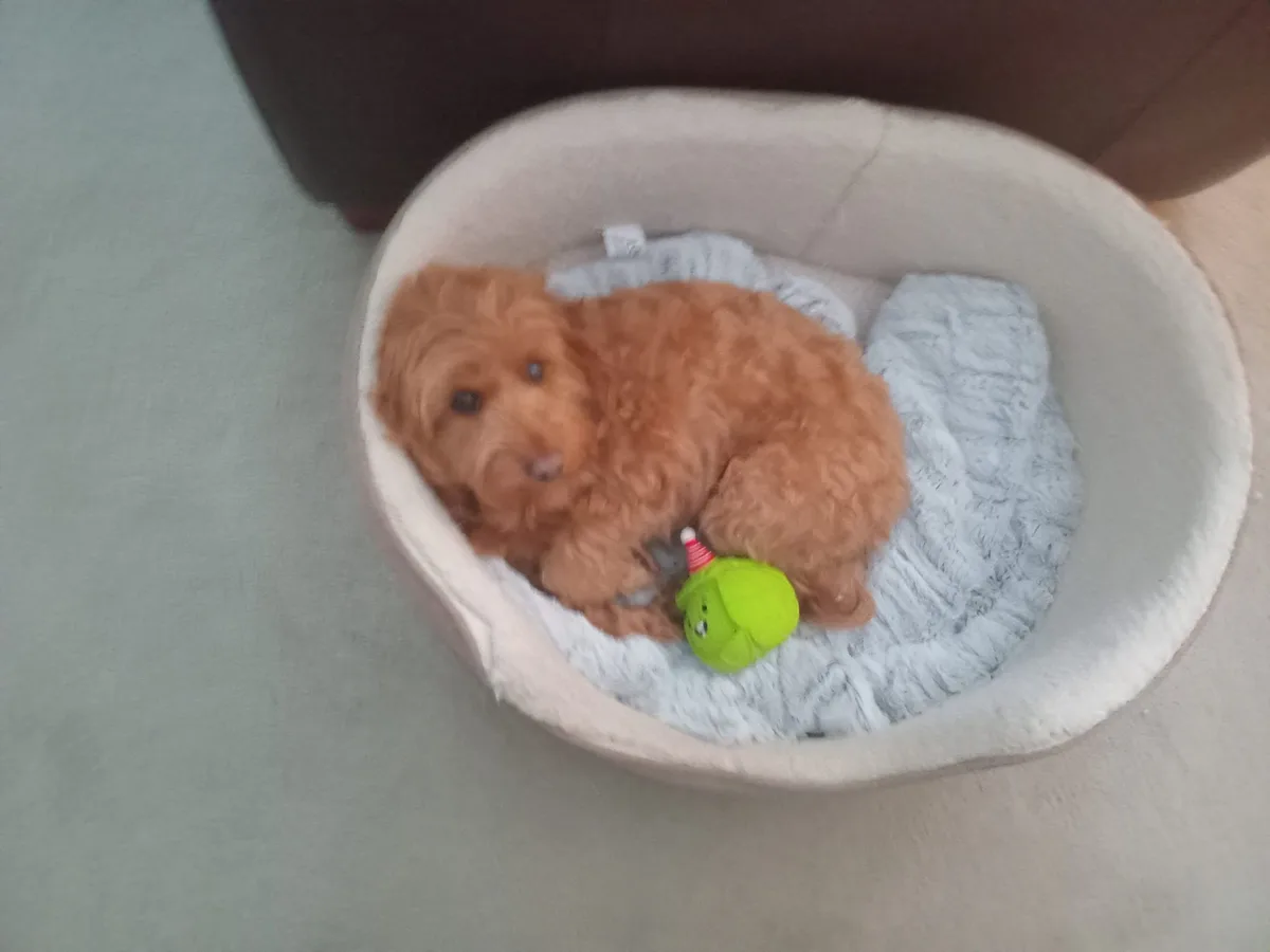 A small, fluffy reddish-brown puppy is curled up and sleeping in a light-colored, round pet bed lined with a soft blue…