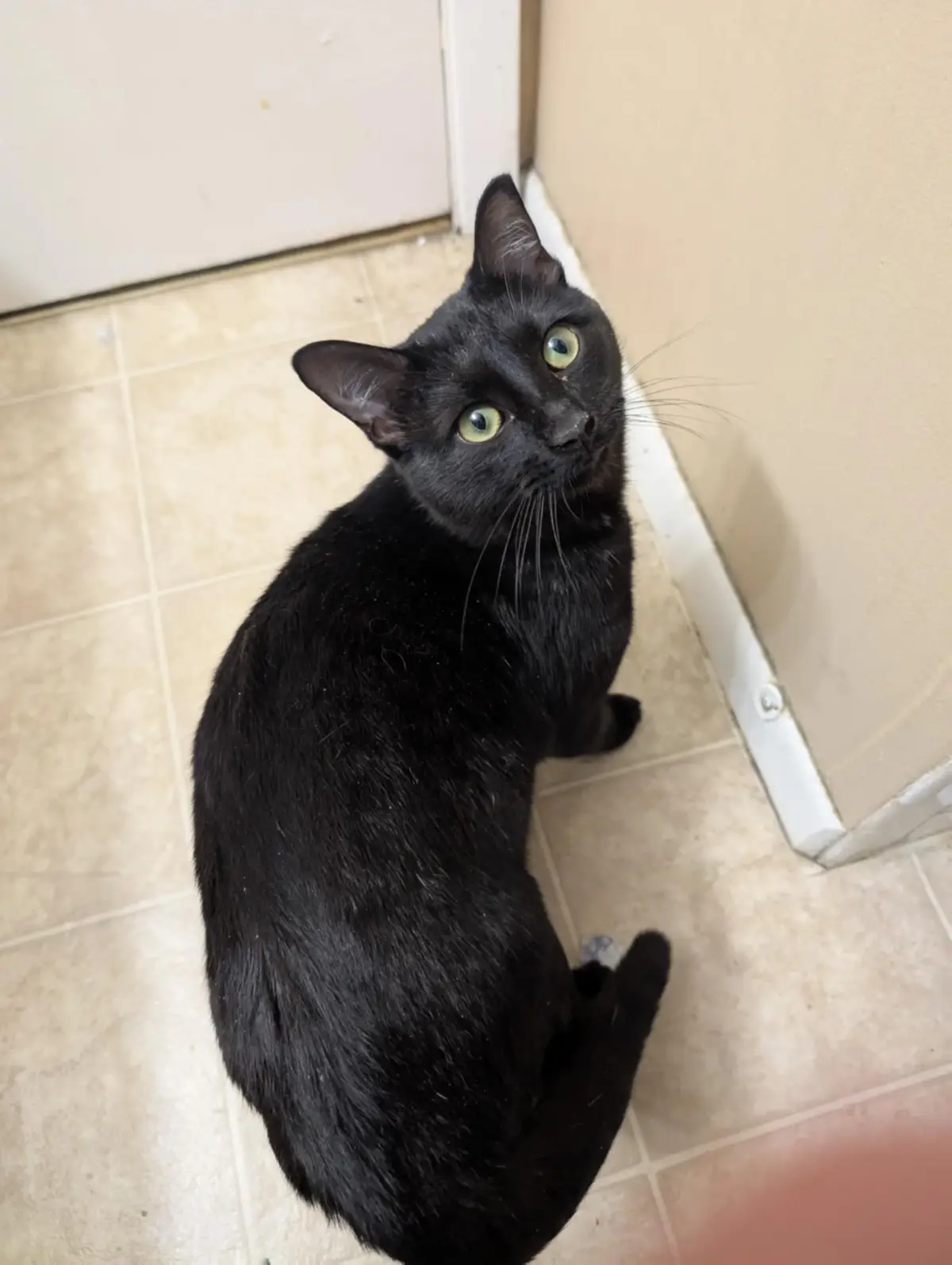 A black cat with bright green eyes sits on a tiled floor, looking up expectantly at the camera. The cat's face is tilted…
