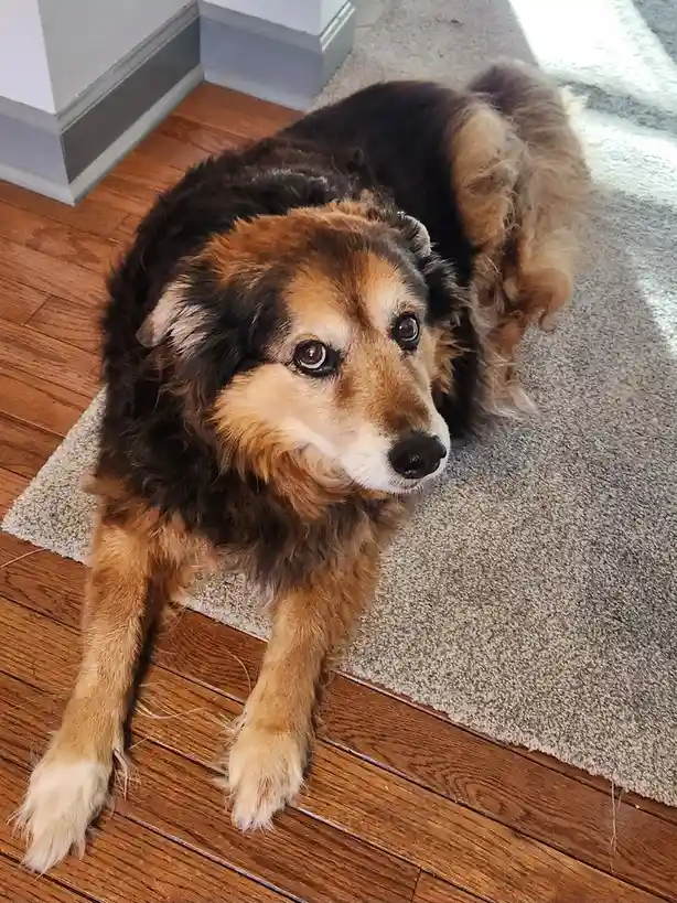 A fluffy brown and black dog lies on a beige rug over hardwood floors, looking up with a soulful, slightly guilty…