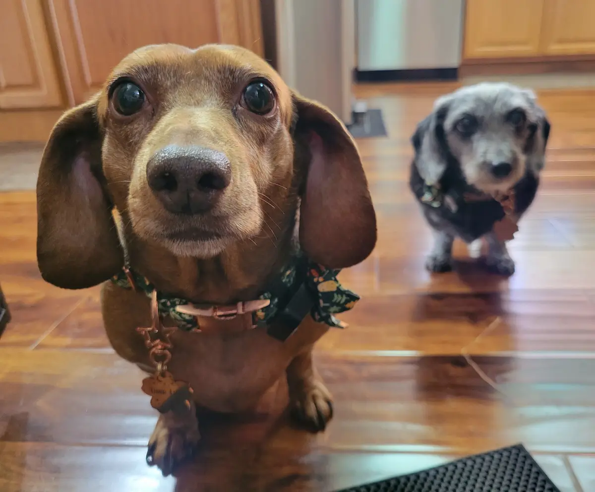A close-up photo shows a brown dachshund with large, pleading eyes looking directly at the camera, wearing a patterned…