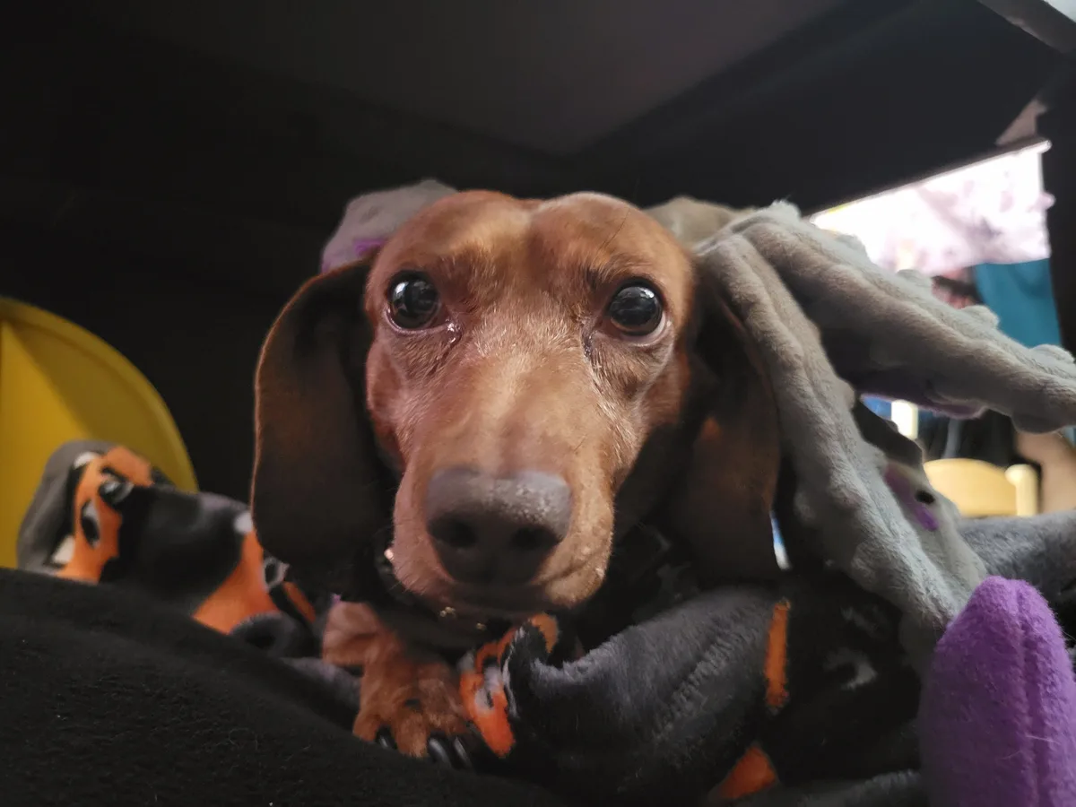 A close-up of a brown dachshund with large, tear-filled eyes looking directly at the camera, surrounded by plush toys and…