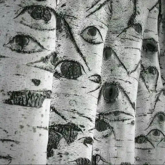 A black-and-white image shows the bark of several birch trees, where the natural patterns and markings resemble numerous…