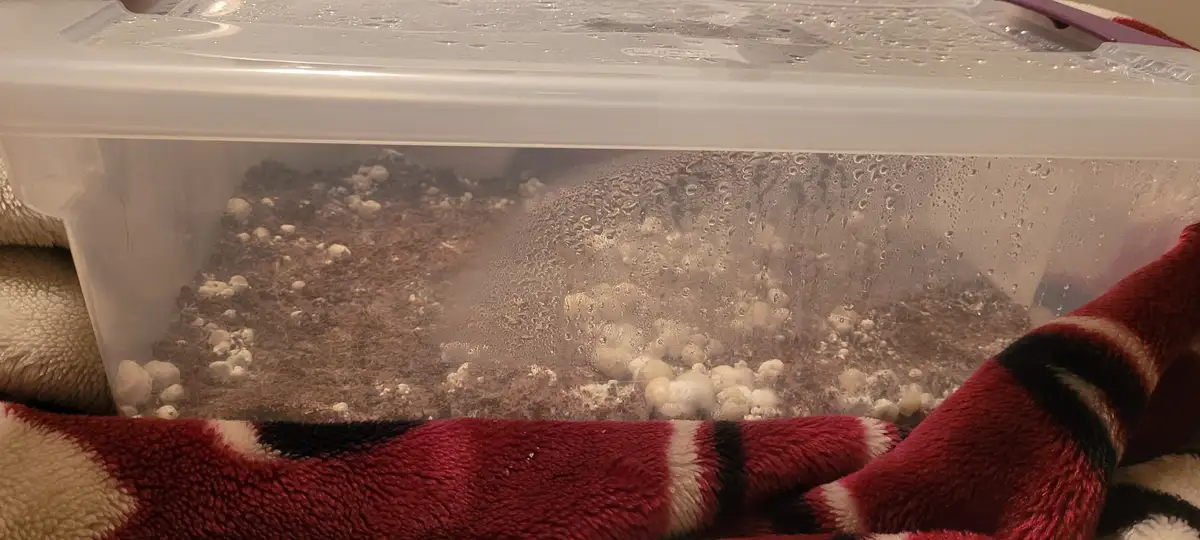 A clear plastic storage bin with a lid, showing condensation droplets on the inside surface. Inside the bin, there are…