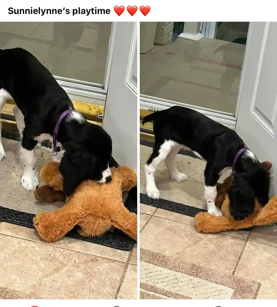 A split-screen image shows a black and white dog with a purple collar playfully interacting with a brown stuffed animal on a…