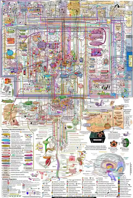 A dense, colorful, and highly detailed anatomical diagram of the human brain and nervous system, showing interconnected…