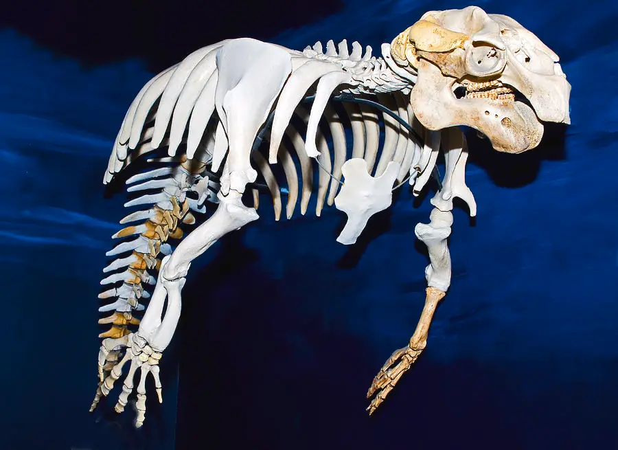 a full skeleton of a prehistoric animal, resembling a dog but with a disproportionately large skull and sharp teeth, is…