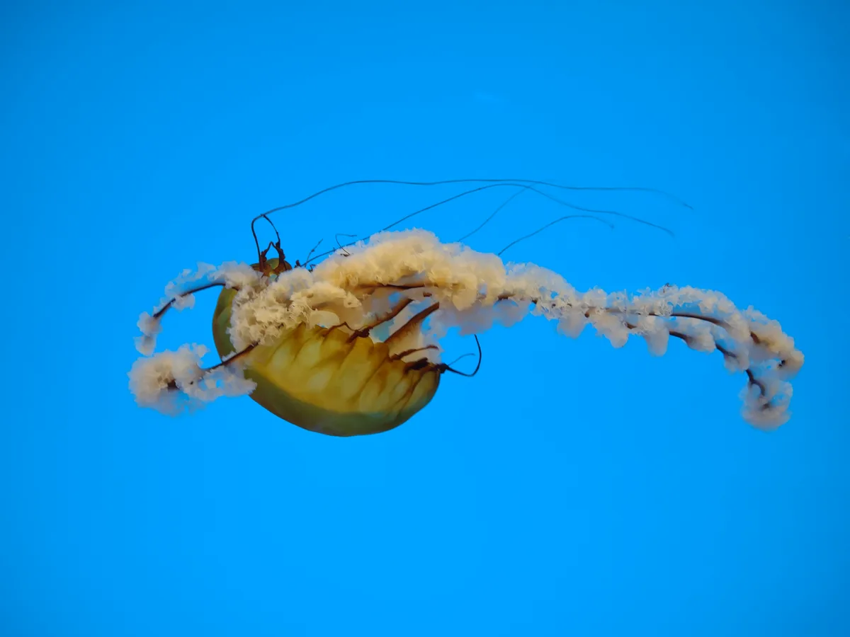 Jellyfish Wonders at the National Aquarium in Baltimore
