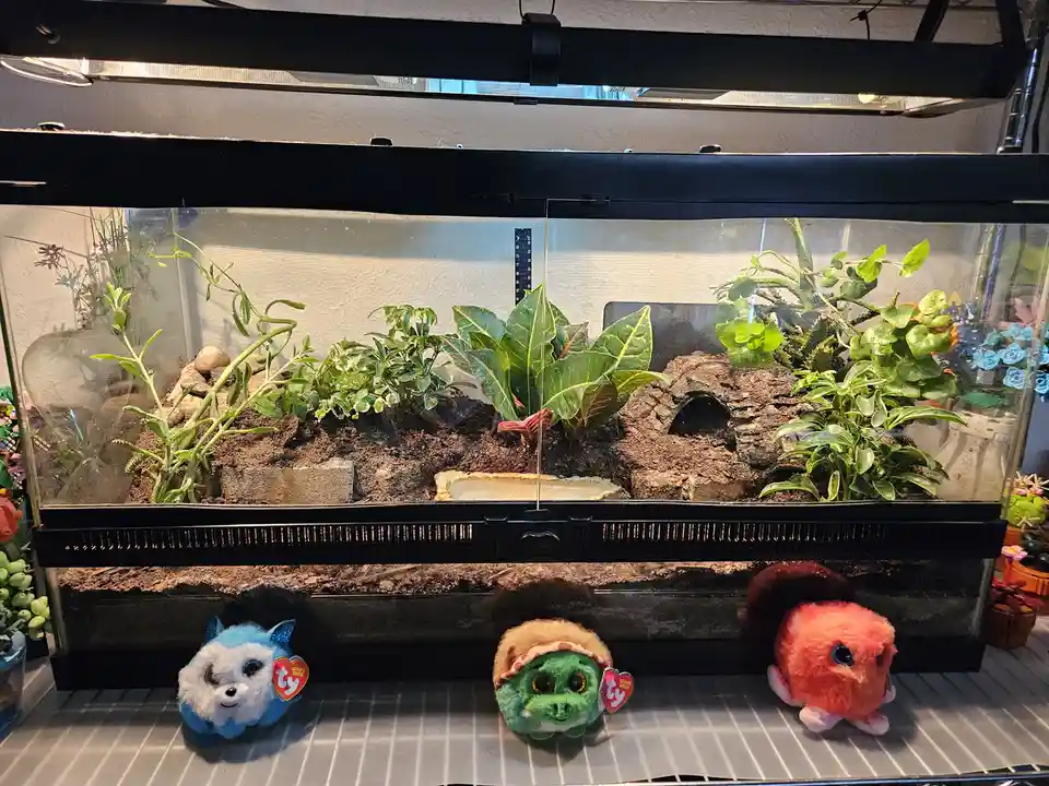 Three Ty Beanie Boo plush toys — a blue fox, a green turtle, and a pink creature — are lined up on a shelf in front of a…