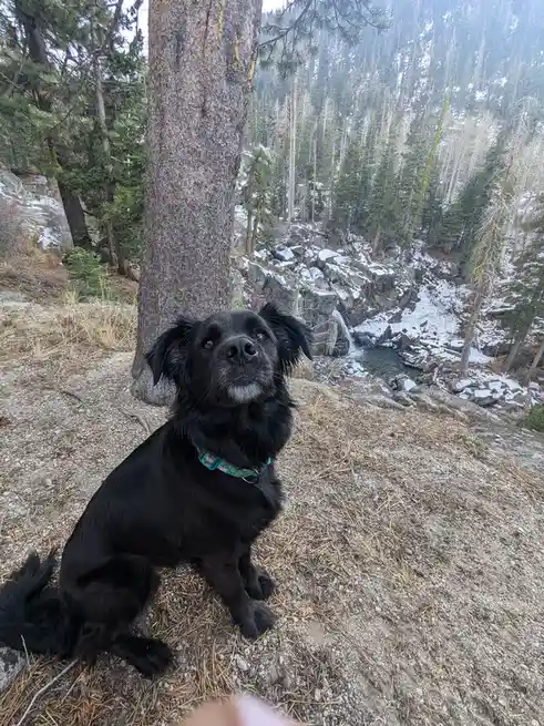 A black dog with floppy ears and a light-colored muzzle sits on a gravelly forest path next to a large tree, looking upward…