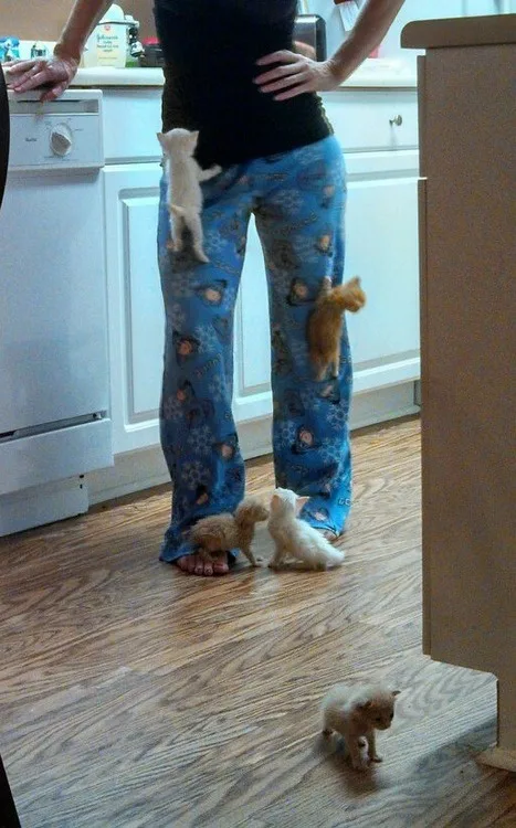 A person in blue pajama pants stands in a kitchen with multiple small kittens clinging to their legs and climbing on their…