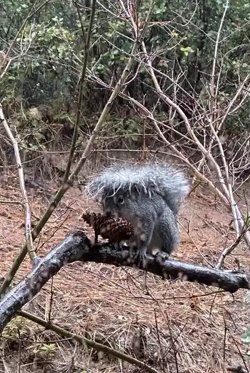 A gray squirrel is perched on a branch in a forest, holding a pinecone, with its fur visibly soaked and matted, giving it a…