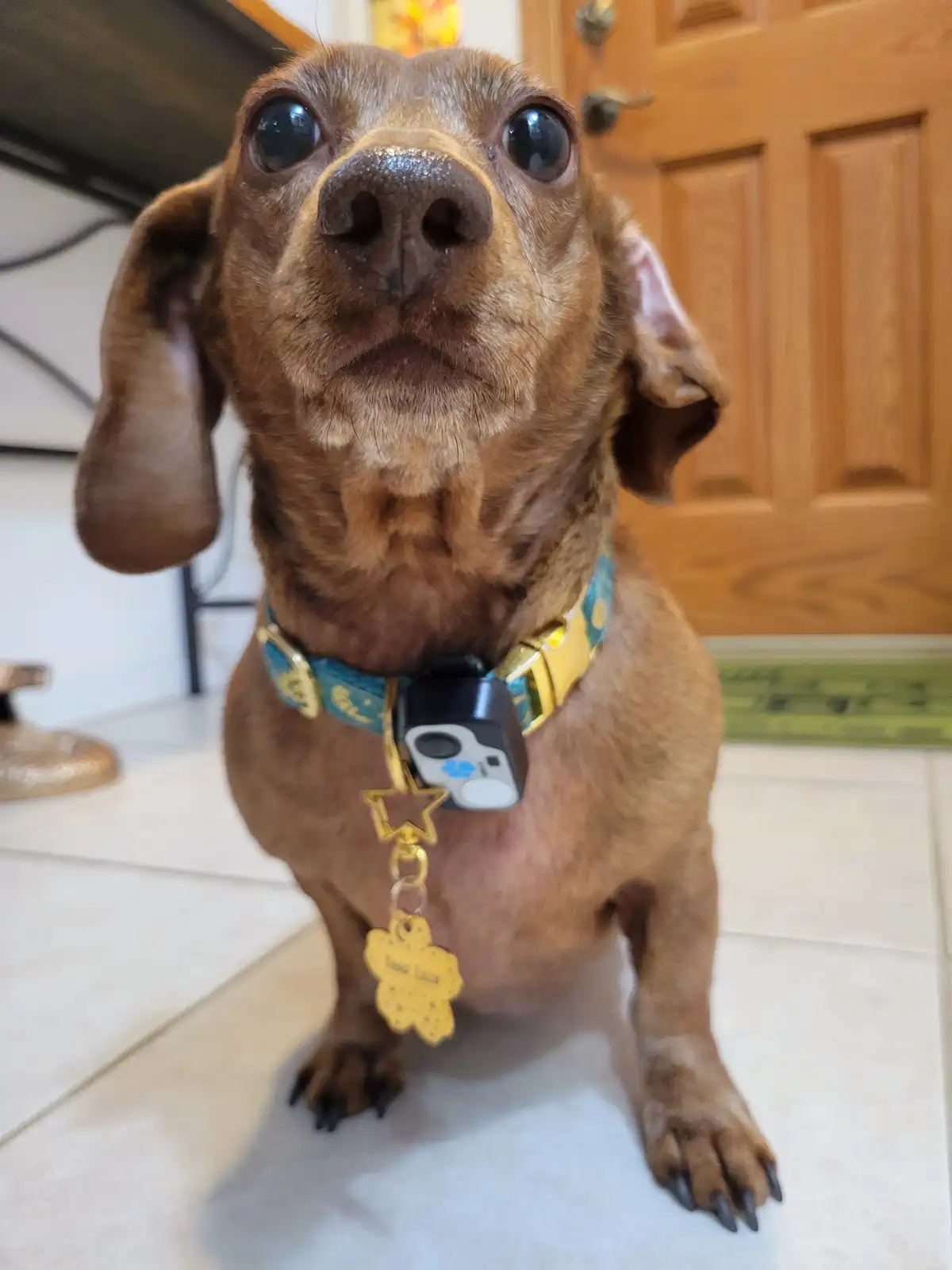 A close-up photo of a brown dachshund with large, expressive eyes looking directly at the camera, wearing a blue and gold…
