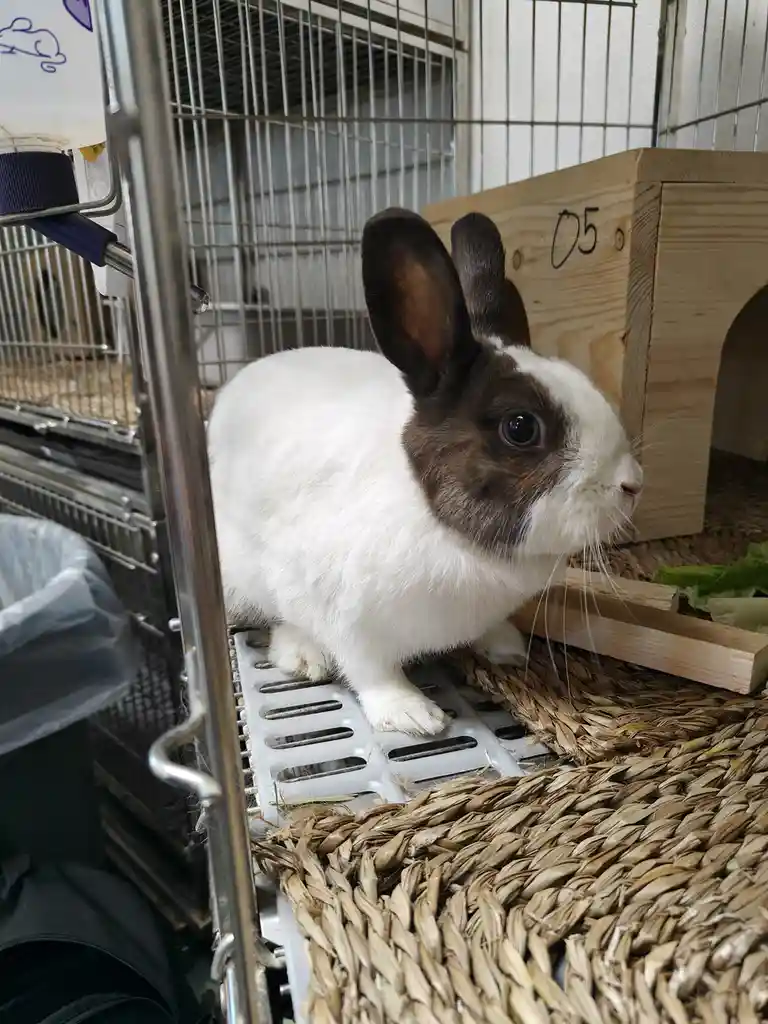 A white and brown rabbit with large ears sits inside a metal cage on a woven mat, looking alertly to the side. Behind it is…