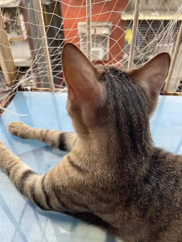 A tabby cat is seen from behind, lounging on a blue surface with its paws stretched out, looking through a white net fence…