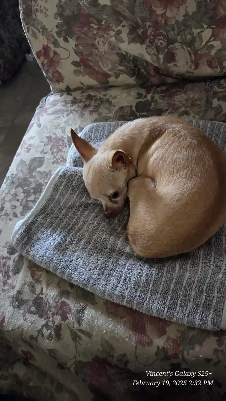 A light tan chihuahua is curled up in a tight ball, sleeping soundly on a grey textured towel placed on a floral-patterned…
