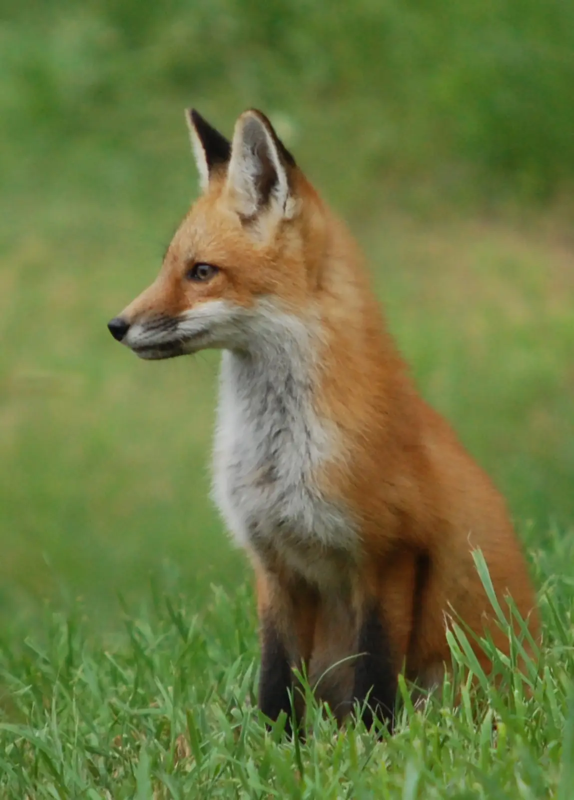 A red fox sits alert in green grass, looking off to the side with a calm, focused expression. The image has the overlaid…