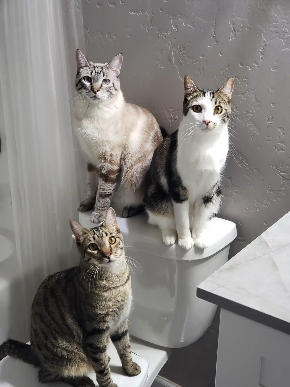 Three cats are sitting on a toilet and toilet lid in a bathroom, all looking directly at the camera with serious…