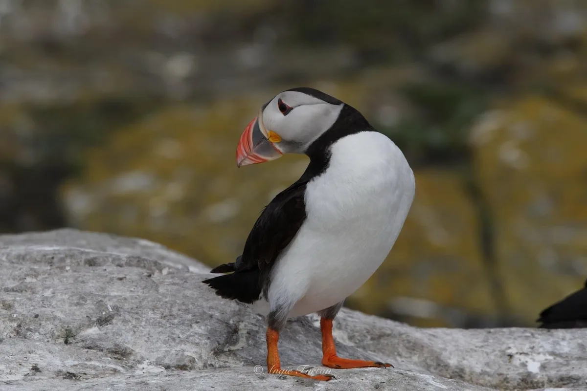 A puffin stands on a gray rock, its head tilted down and beak slightly open, looking like it's sighing or resting. The bird…