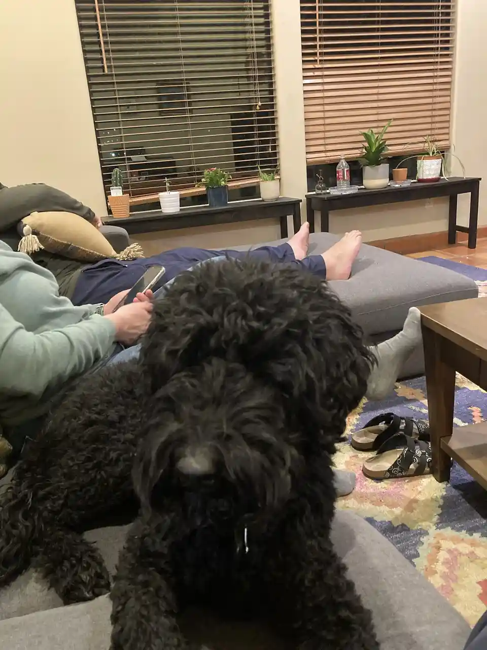 A large black curly-haired dog sits in the foreground on a gray couch, looking directly at the camera. Behind it, a person…