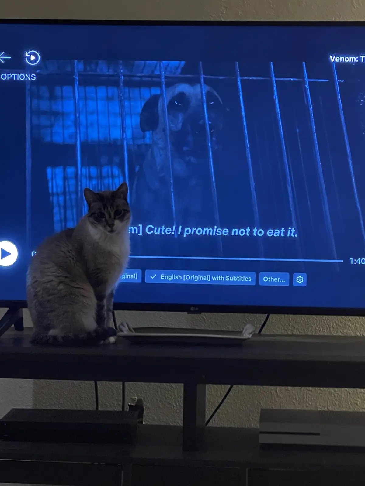 A real cat sits on a TV stand in front of a TV screen showing a scene from 'Venom: The Last Dance' where a pug is behind…