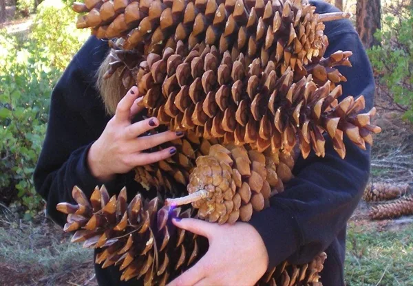 a person in a black hoodie is hugging a large, dense cluster of pinecones, with their hands visible holding the coniferous…
