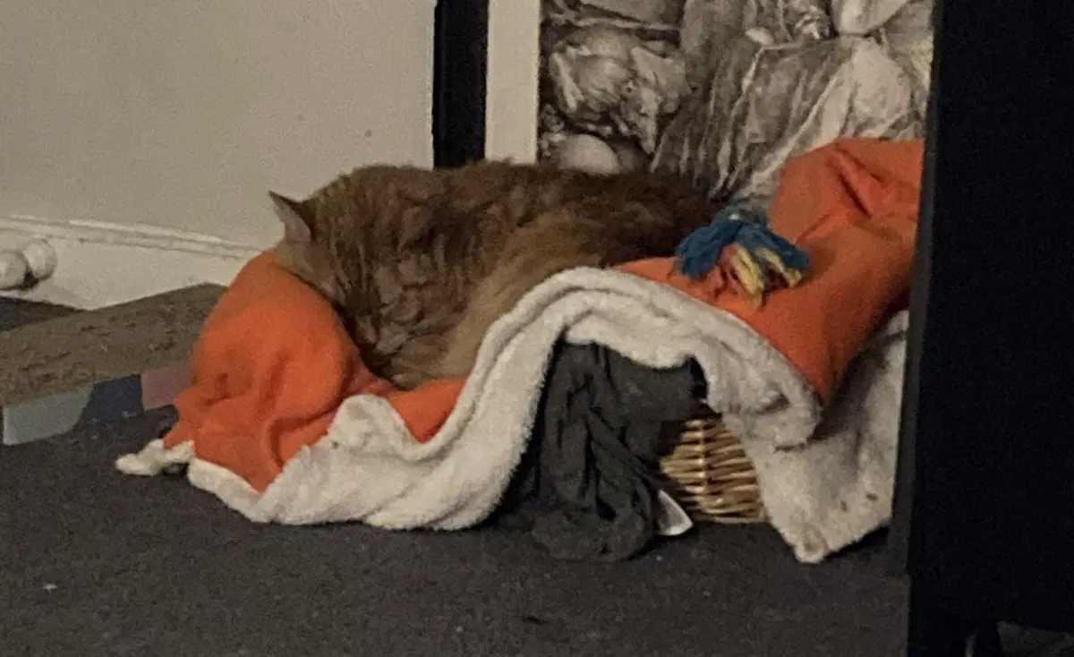 A fluffy brown tabby cat is curled up and sleeping soundly on a pile of blankets, including an orange one and a white fleece…