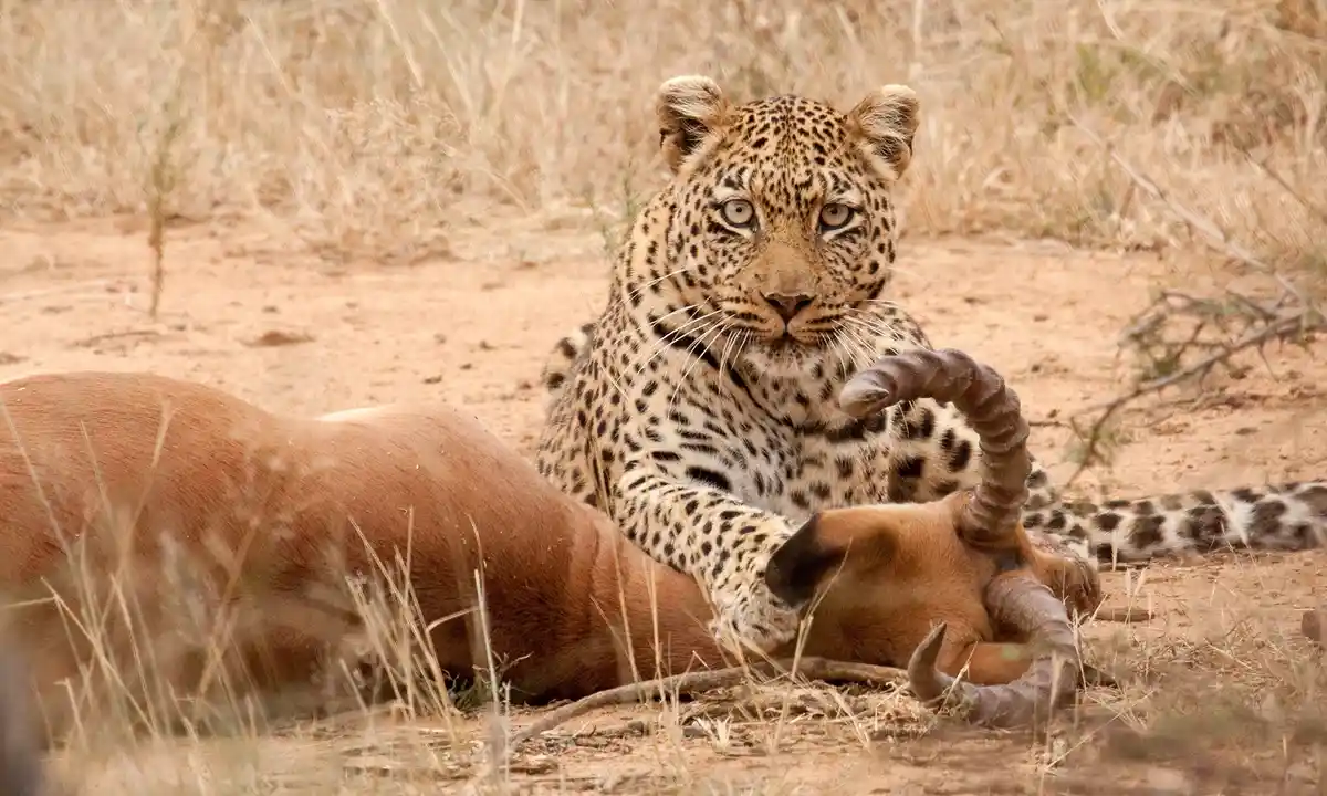 Witness the rare moment of a leopard's incredible hunt in Masai Mara