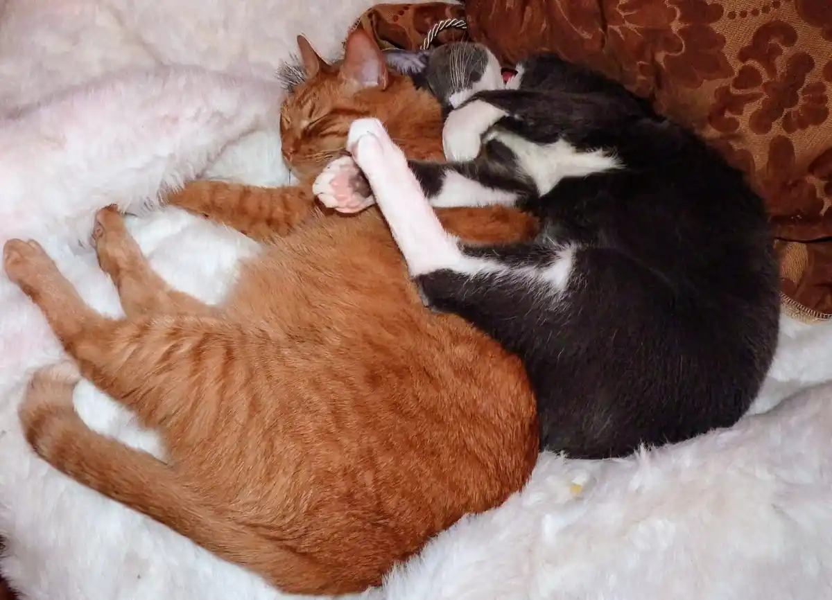 Two cats are sleeping together on a fluffy white blanket; one is orange tabby, the other is black and white. The black and…