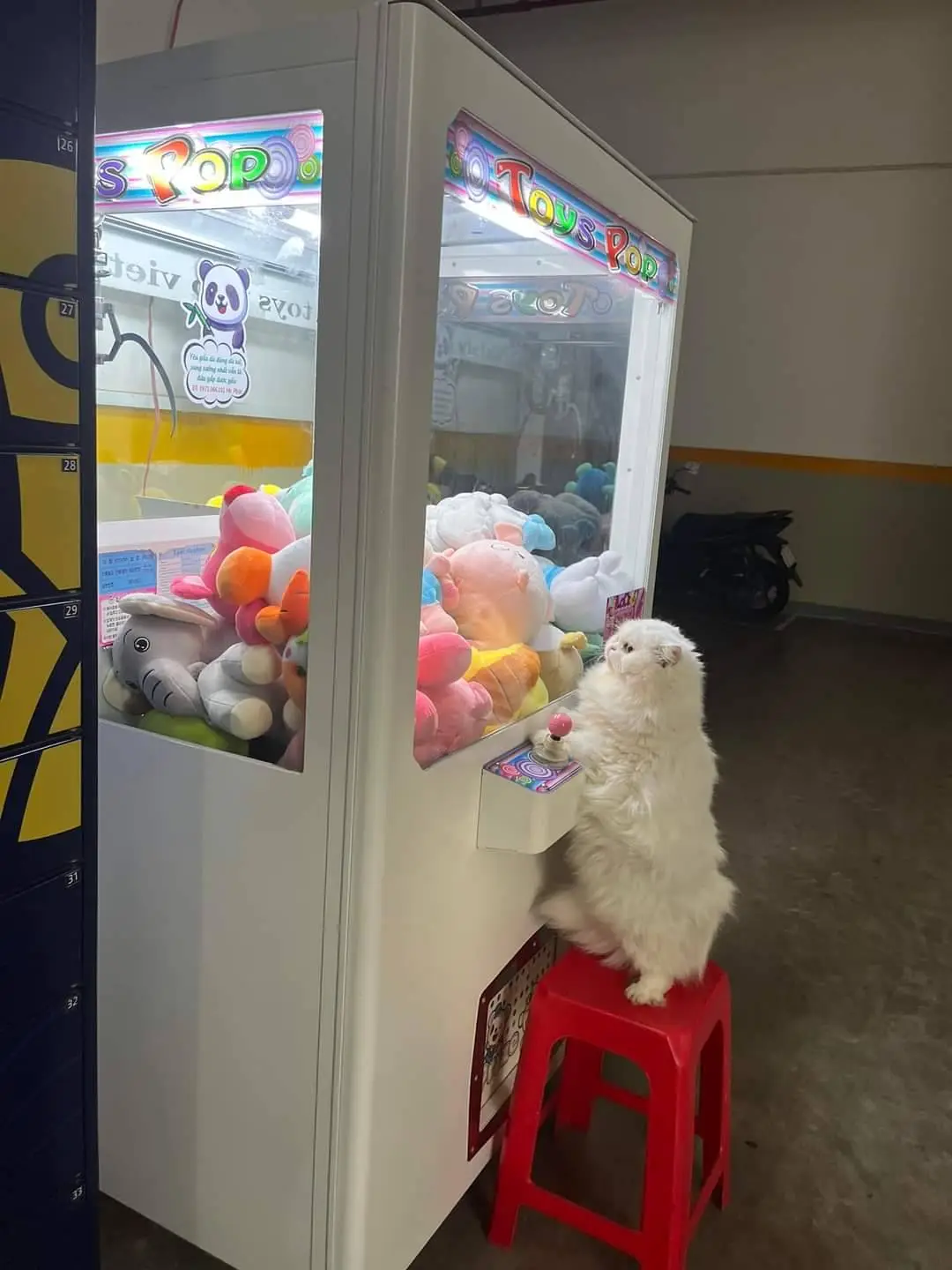 A fluffy white cat stands on a red plastic stool, pawing at the joystick of a 'Toys Pop' claw machine filled with colorful…