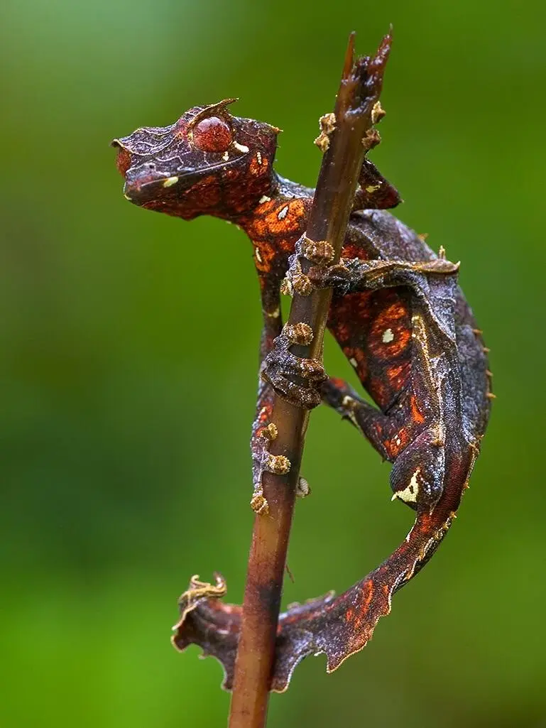 A close-up photograph shows a leaf-tailed gecko clinging to a thin brown twig against a blurred green background. The…