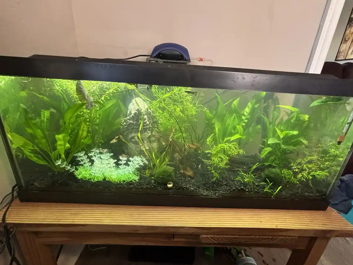 My beautifully planted guppy tank!
