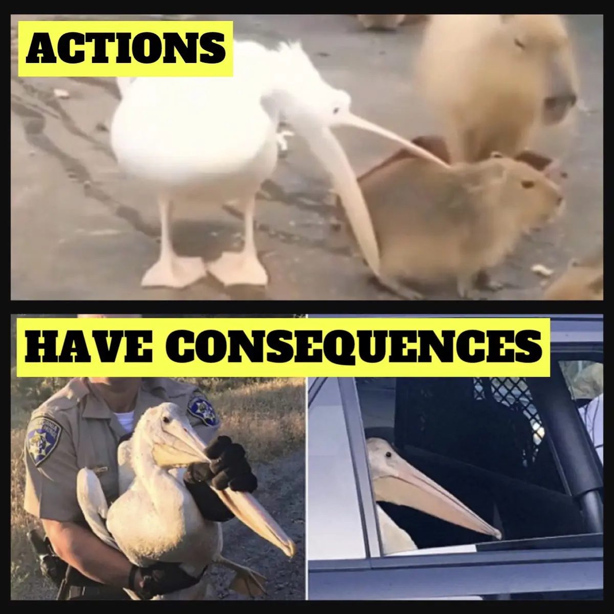 The top panel shows a white pelican using its beak to grab a capybara. The bottom left shows a wildlife officer holding the…