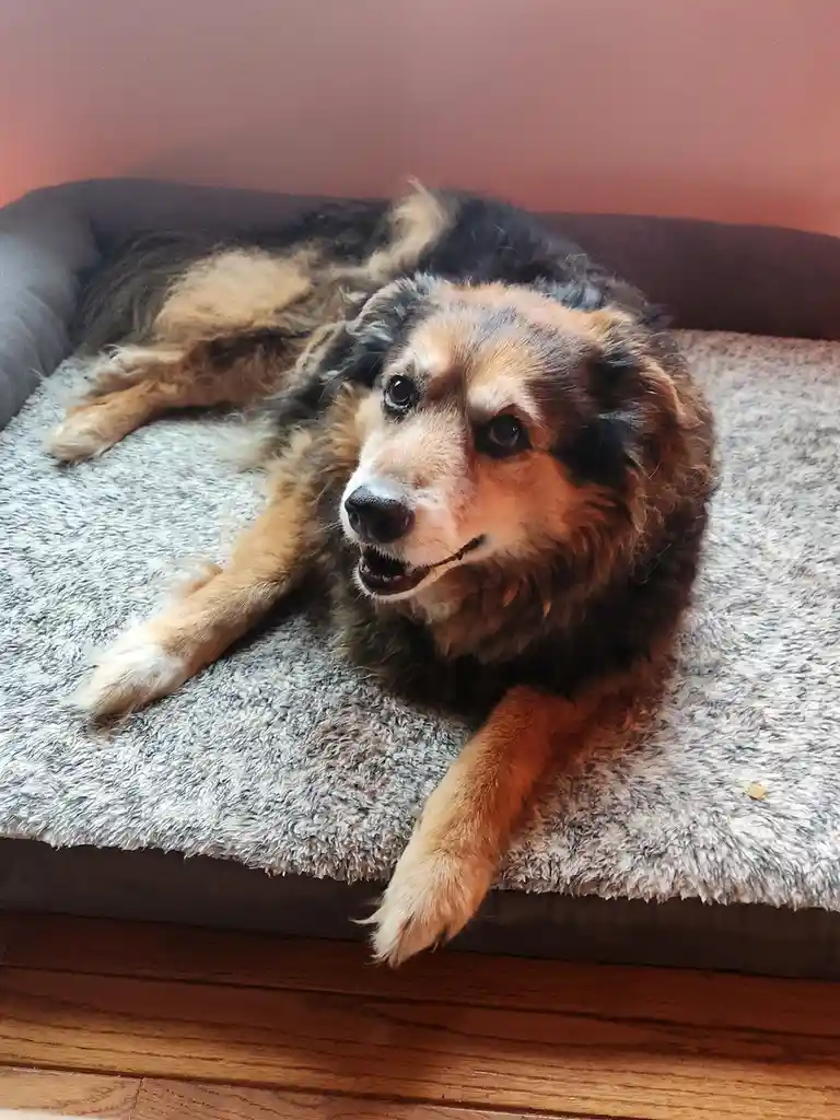 Peanut the Dog's Daily Adventures - Day 1587