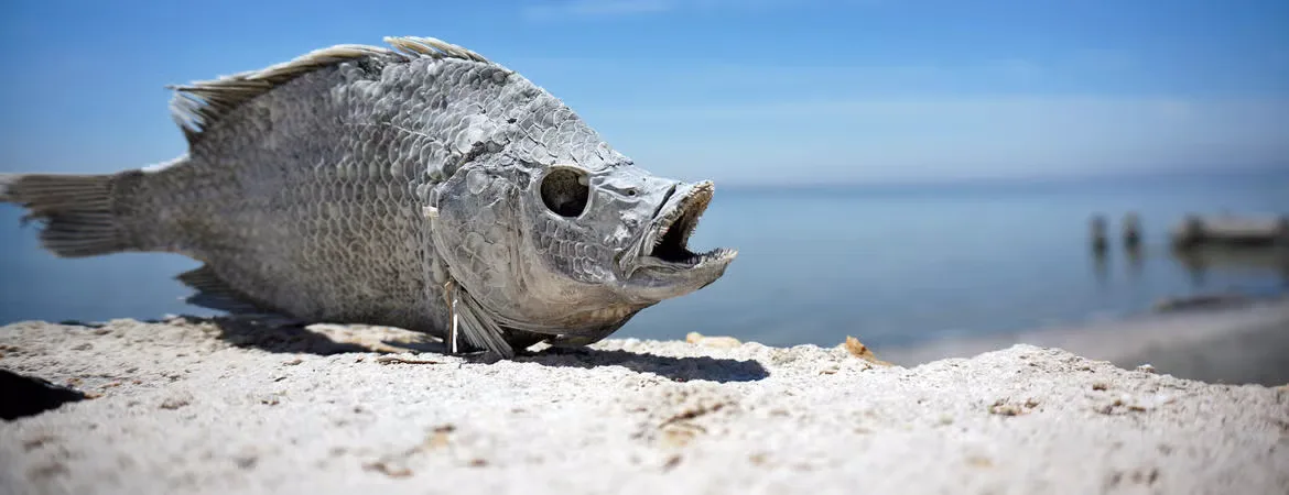 A dried, desiccated fish with its mouth open lies on a concrete ledge near water, with overlaid text reading 'i'm not dead…
