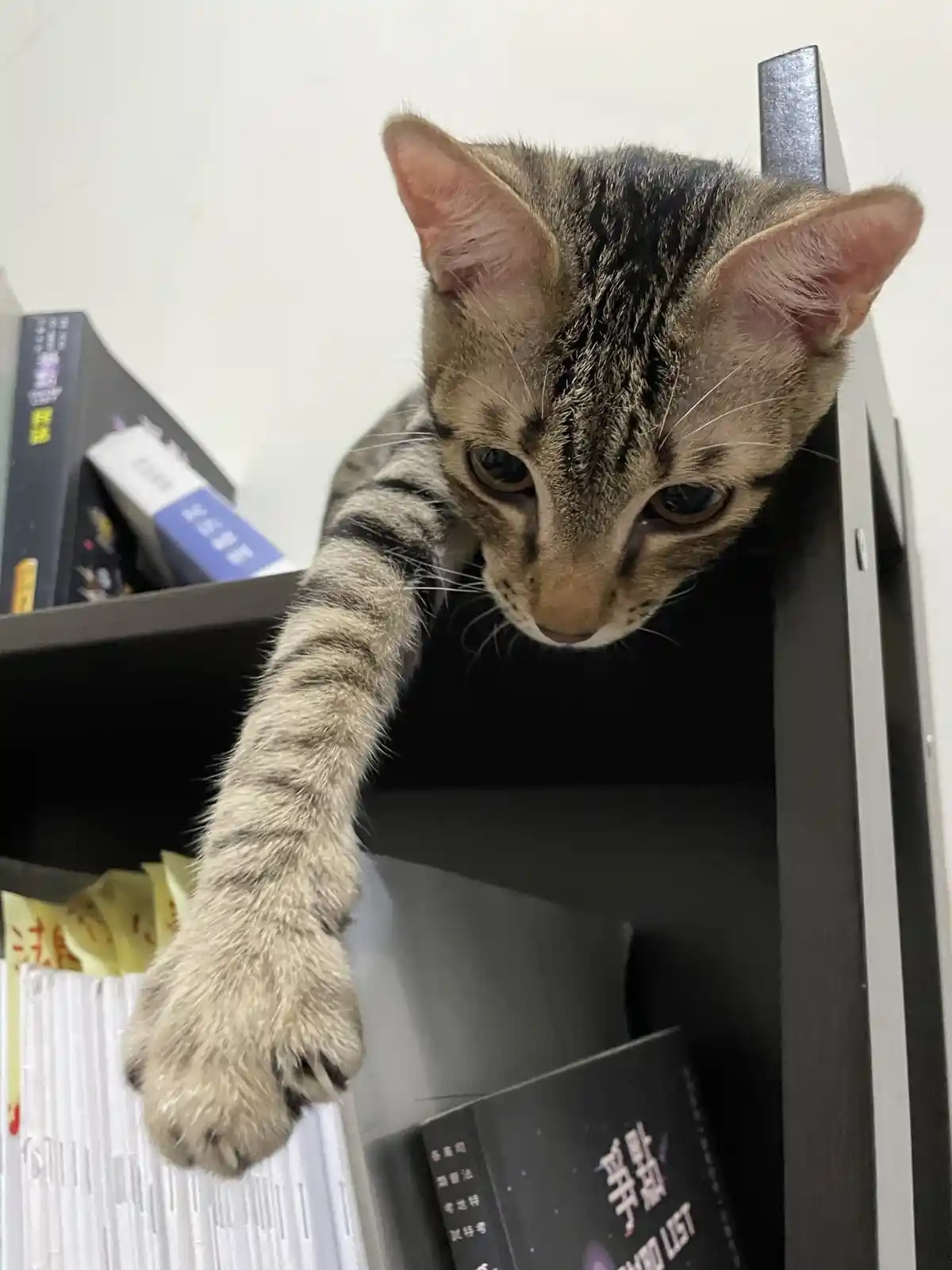 A tabby cat with wide, tired-looking eyes peers down from a bookshelf, its front paw resting on a stack of books. The…