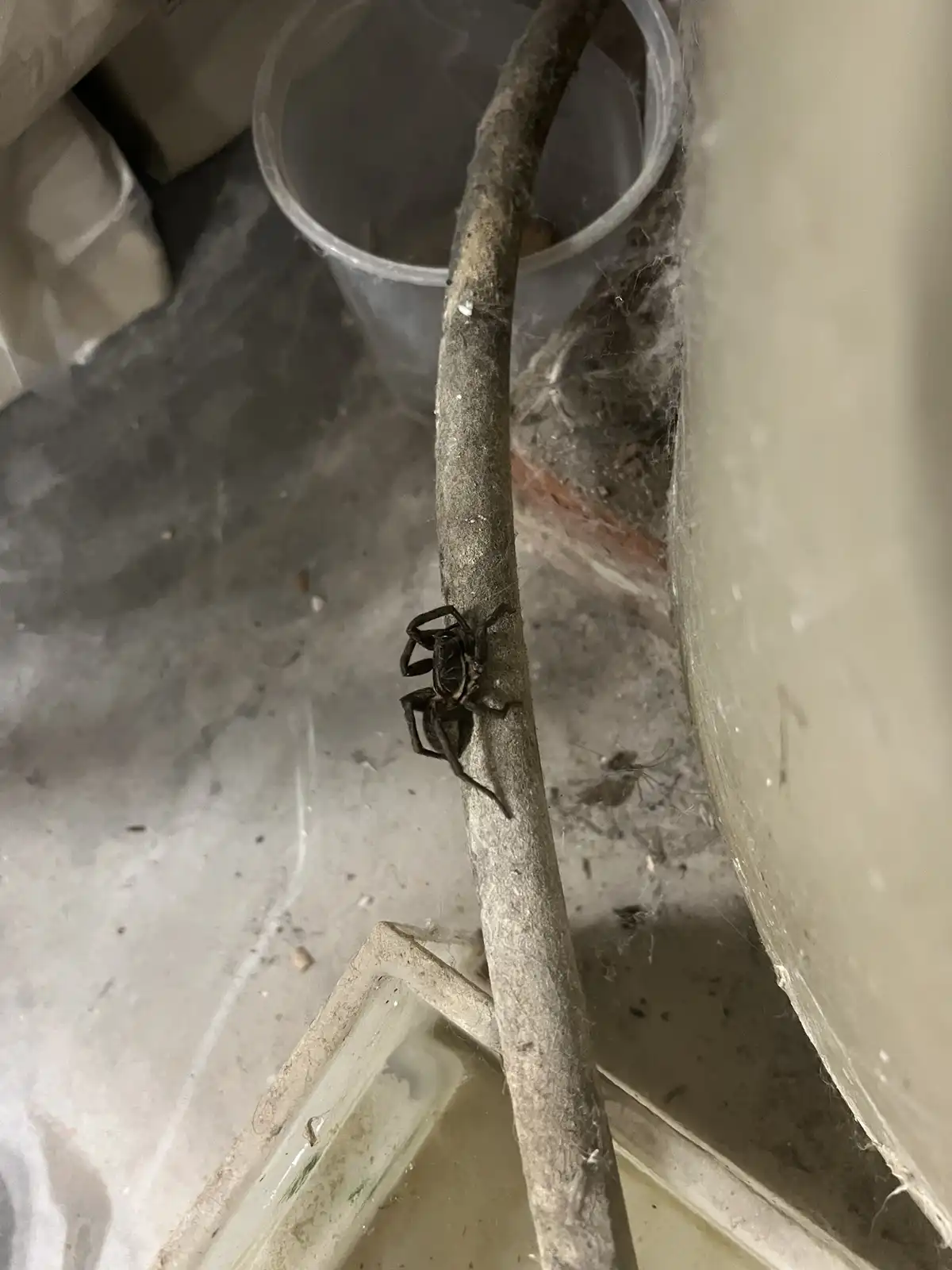 A large, dark-colored spider with prominent markings is perched on a dusty, grimy pipe in a cluttered, dimly lit basement or…