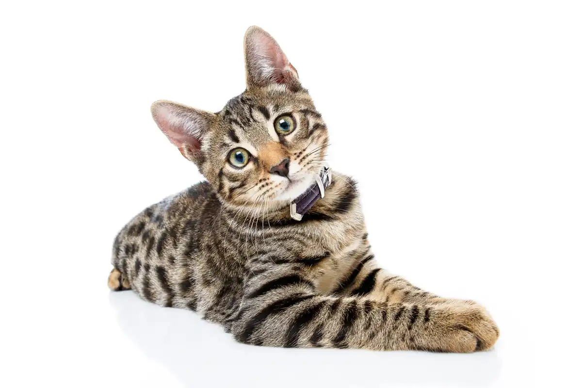A tabby cat with green eyes and a purple collar lies on a white surface, looking up and to the side with a slightly tilted…