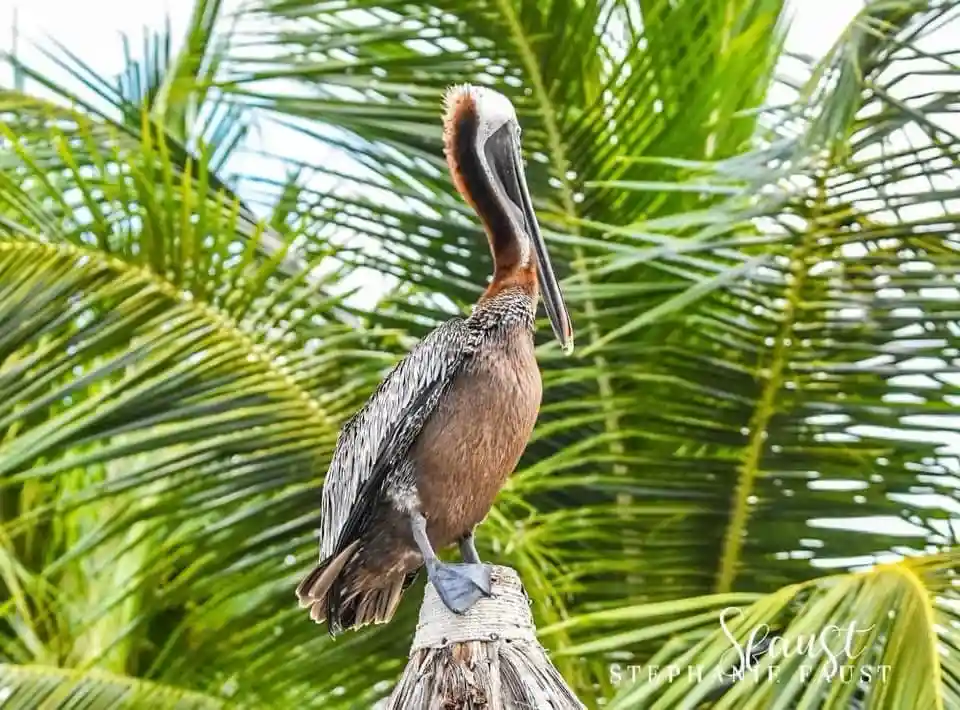 A brown pelican perched atop a palm tree stump with green fronds in the background, looking upward with its beak slightly…