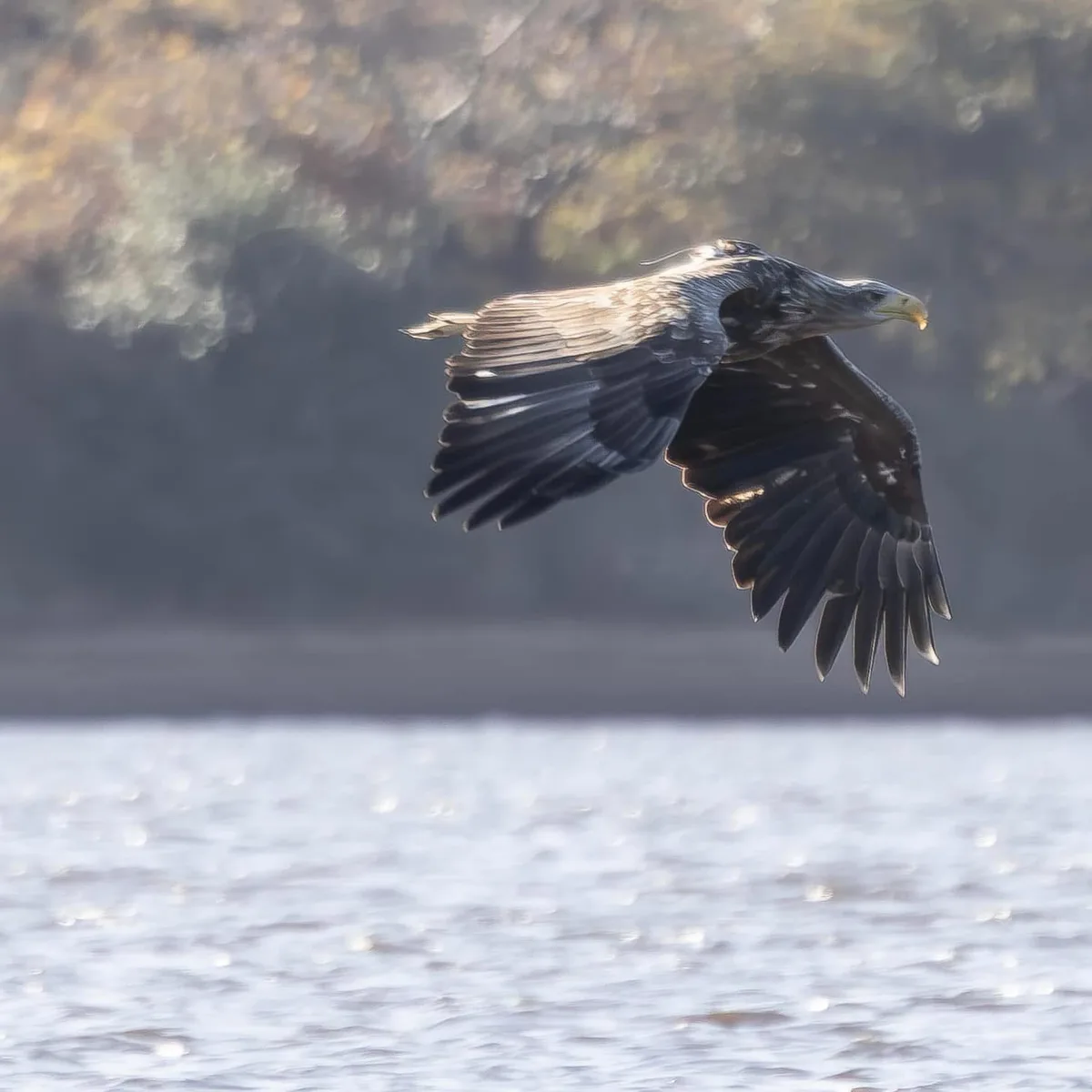 A majestic eagle with outstretched wings soars gracefully over a shimmering body of water, with a blurred treeline in the…
