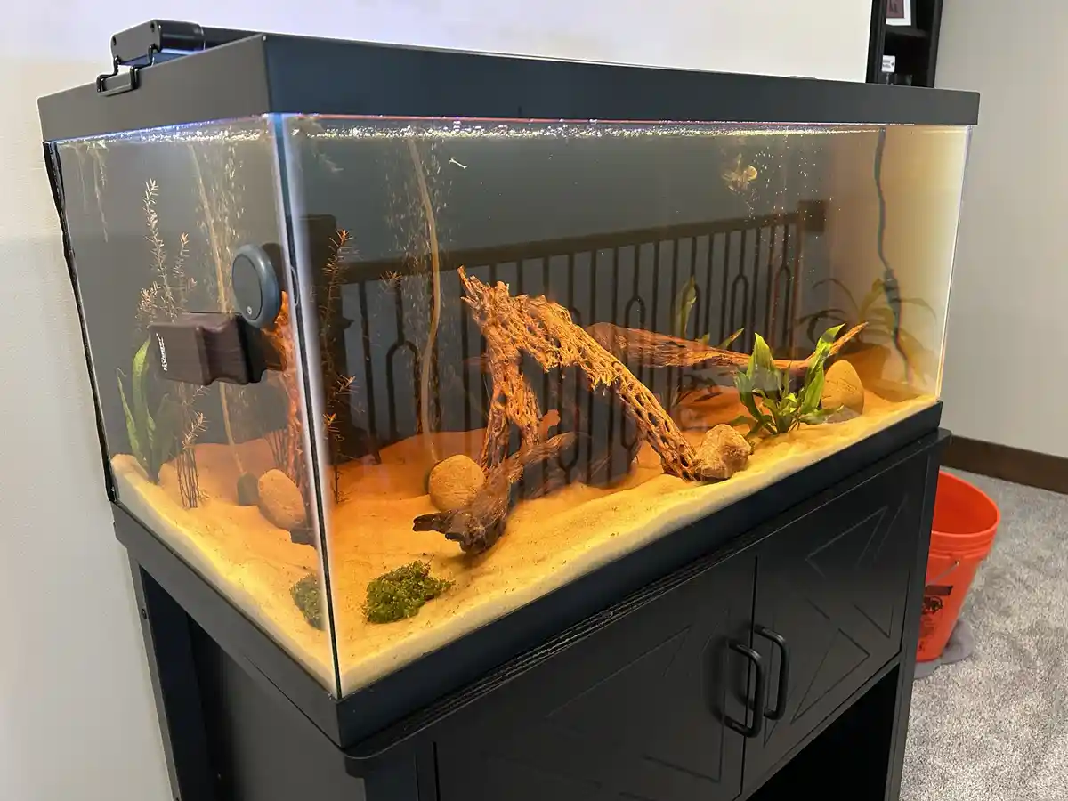 A well-decorated aquarium with sand substrate, driftwood, rocks, and aquatic plants sits on a black cabinet. An air pump on…